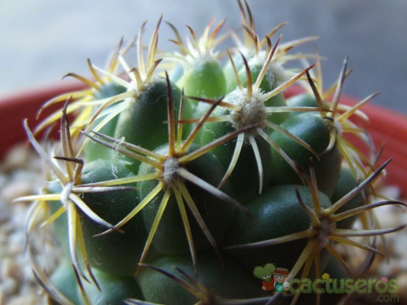 Una foto de Coryphantha retusa