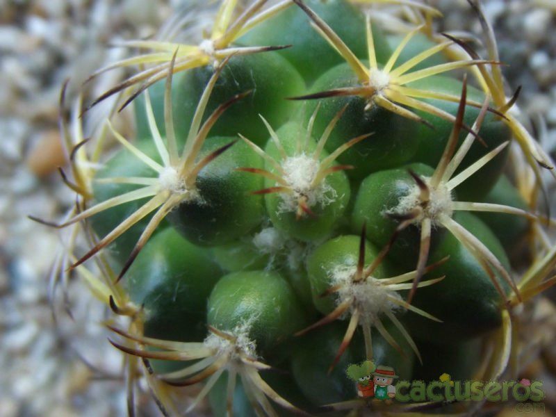 Una foto de Coryphantha retusa