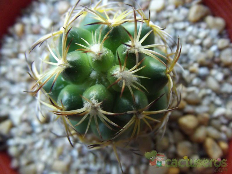 Una foto de Coryphantha retusa