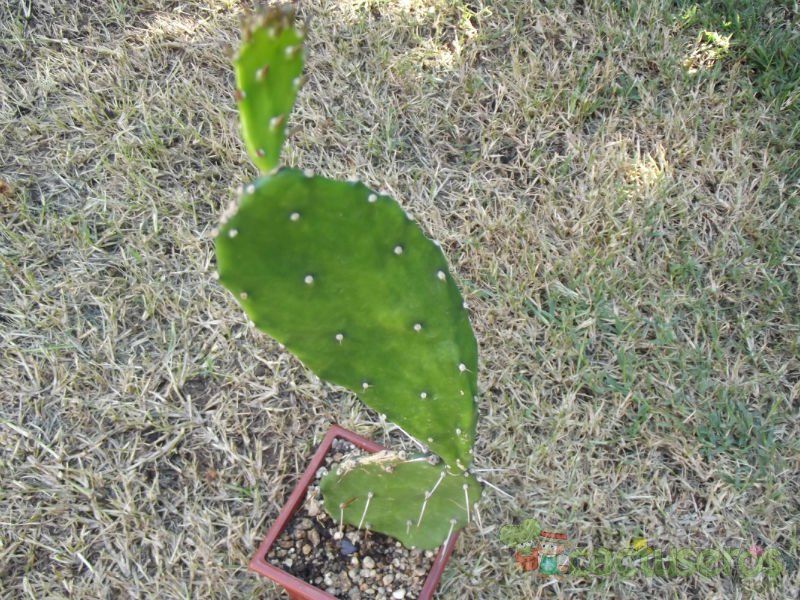 A photo of Opuntia anacantha