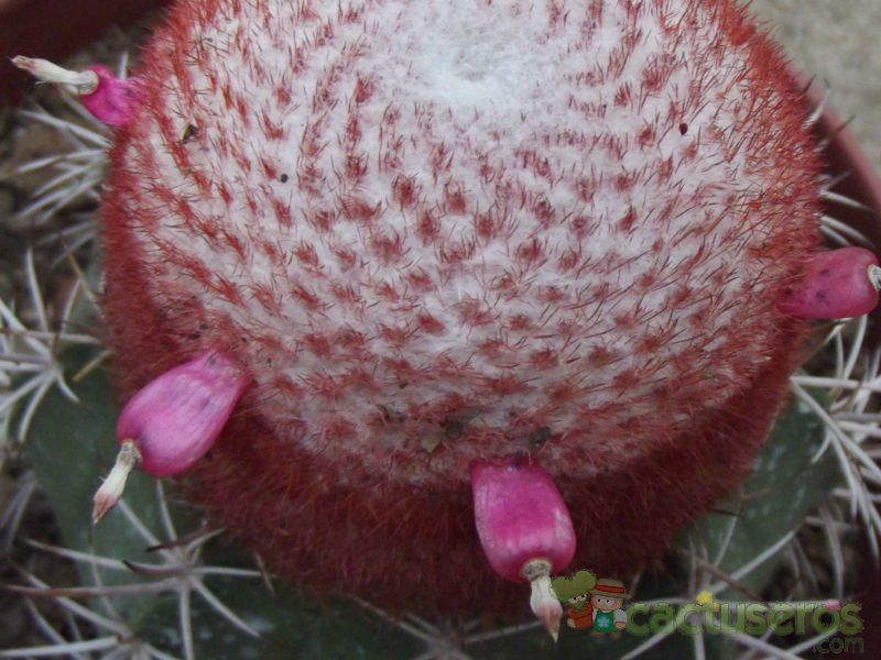 A photo of Melocactus bahiensis subsp. amethystinus