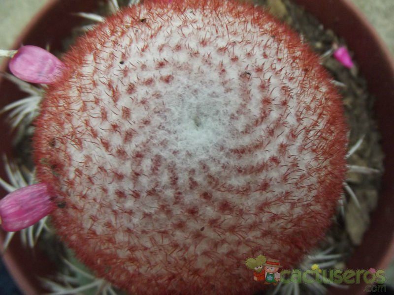 Una foto de Melocactus bahiensis subsp. amethystinus