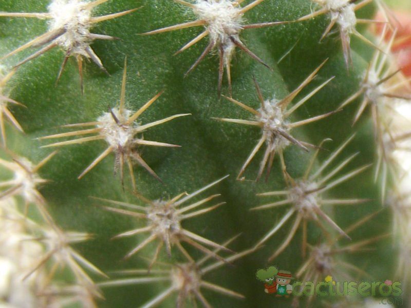 Una foto de Echinopsis haematantha