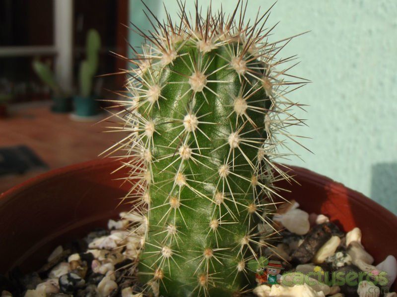 A photo of Echinopsis bertramiana