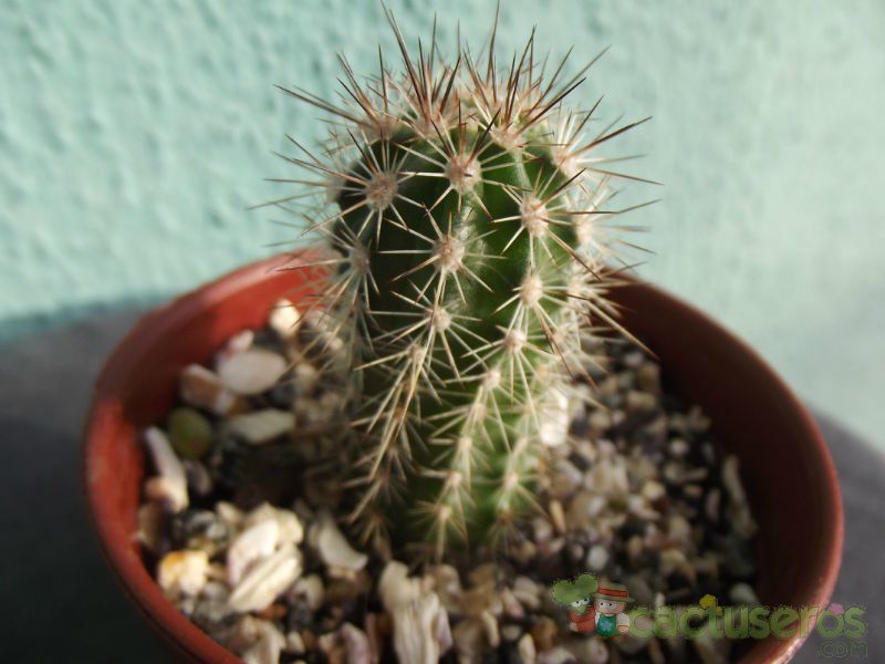 A photo of Echinopsis bertramiana