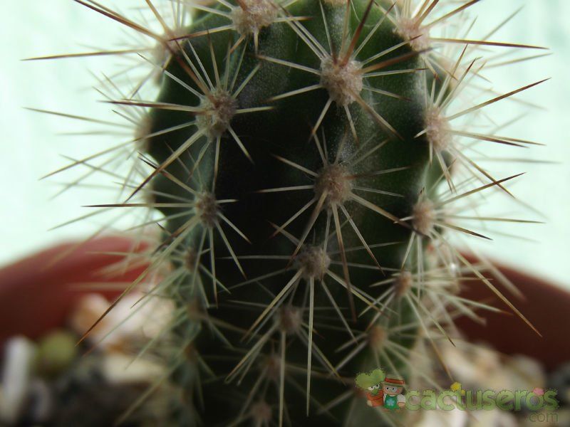 A photo of Echinopsis bertramiana