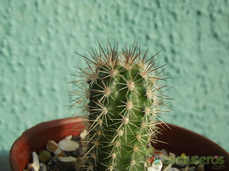 A photo of Echinopsis bertramiana