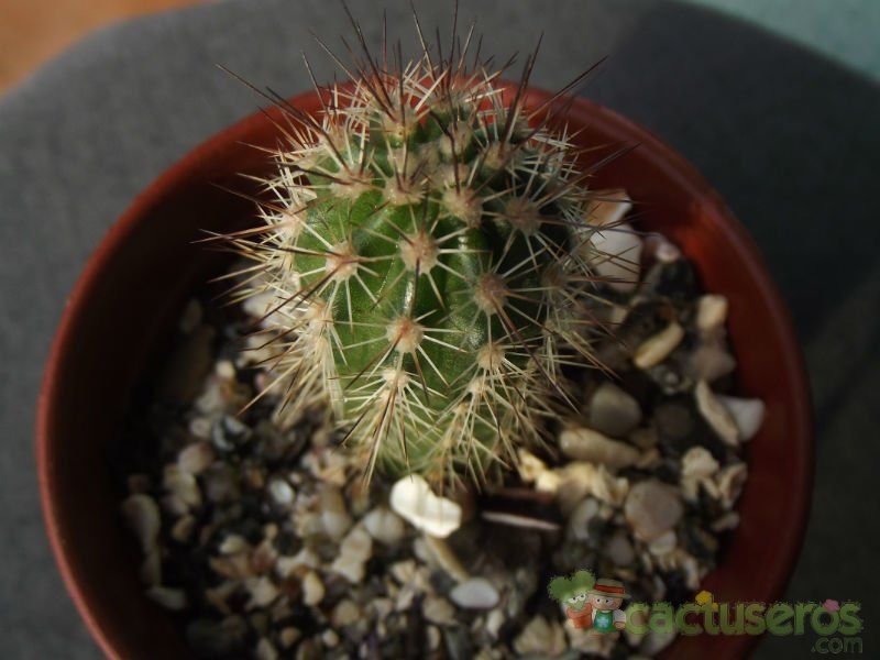 A photo of Echinopsis bertramiana