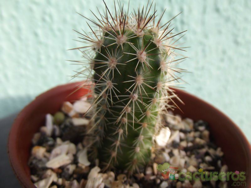 A photo of Echinopsis bertramiana