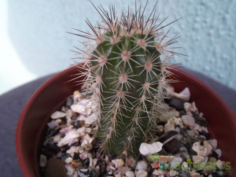 A photo of Echinopsis bertramiana
