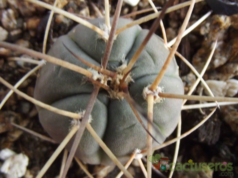 A photo of Gymnocalycium spegazzinii ssp. cardenasianum