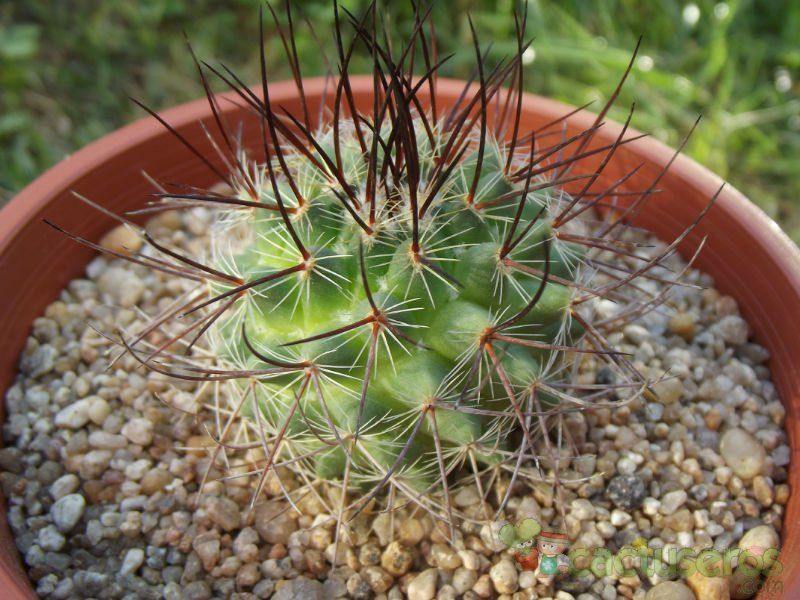 A photo of Mammillaria johnstonii