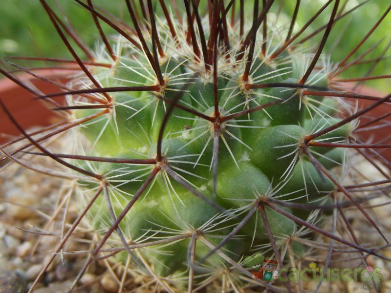 A photo of Mammillaria johnstonii