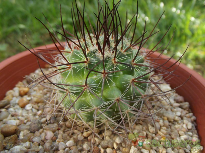 A photo of Mammillaria johnstonii