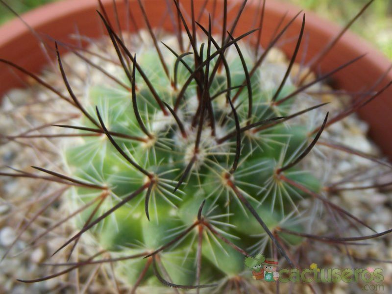 A photo of Mammillaria johnstonii