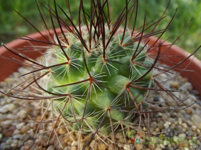 A photo of Mammillaria johnstonii