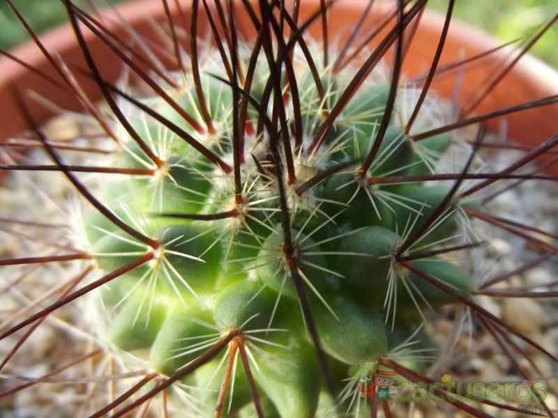 A photo of Mammillaria johnstonii