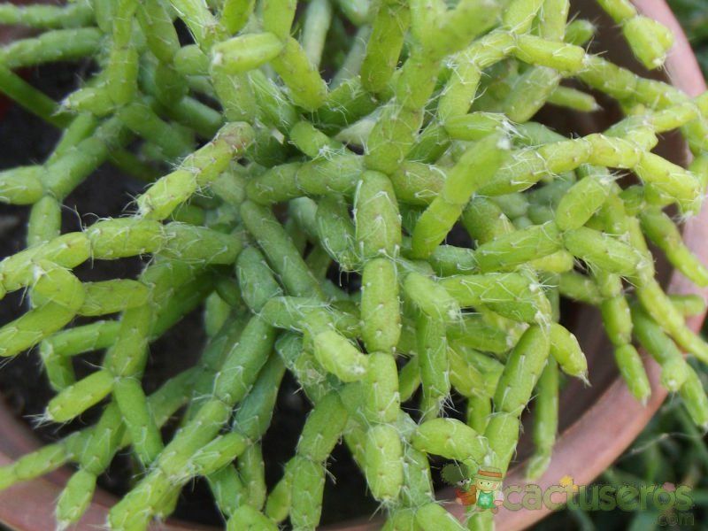 A photo of Rhipsalis cereuscula