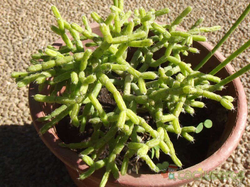A photo of Rhipsalis cereuscula