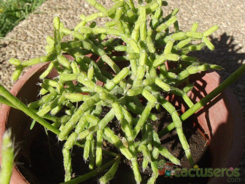 A photo of Rhipsalis cereuscula