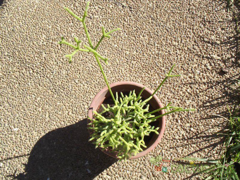 A photo of Rhipsalis cereuscula