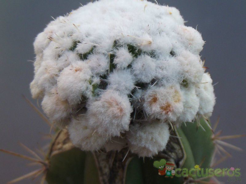 Una foto de Mammillaria gracilis cv. oruga blanca