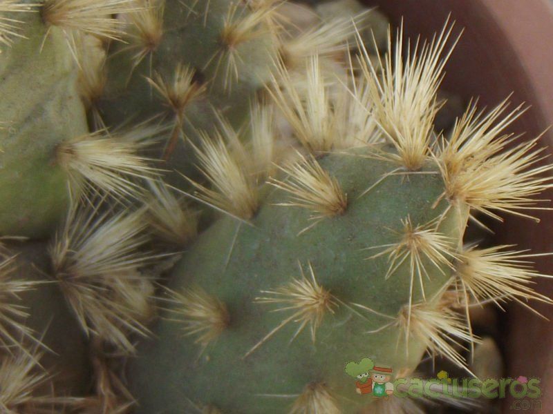 Una foto de Maihueniopsis ovata