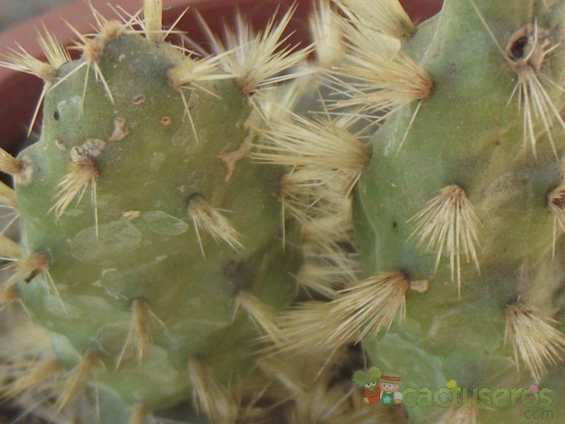 Una foto de Maihueniopsis ovata
