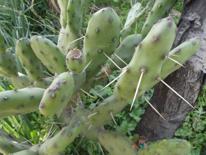 A photo of Opuntia paraguayensis