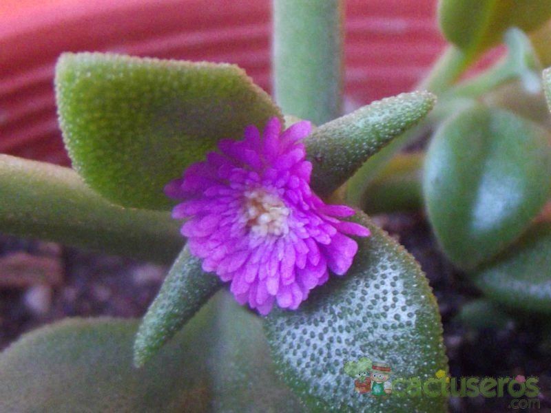 A photo of Mesembryanthemum cordifolium