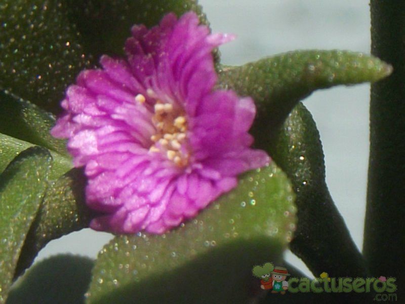 A photo of Mesembryanthemum cordifolium