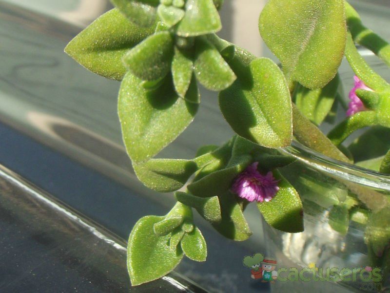 A photo of Mesembryanthemum cordifolium