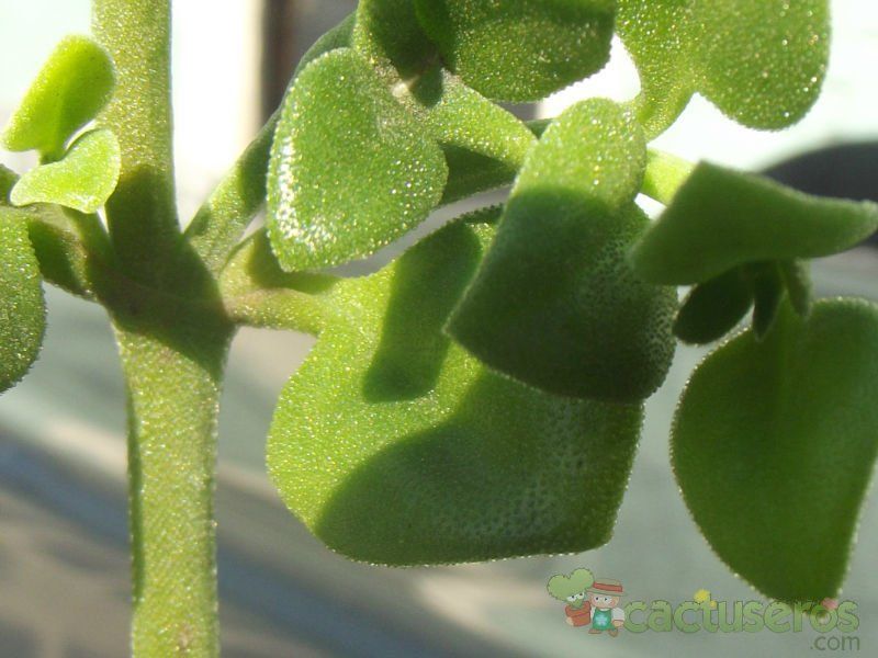 A photo of Mesembryanthemum cordifolium