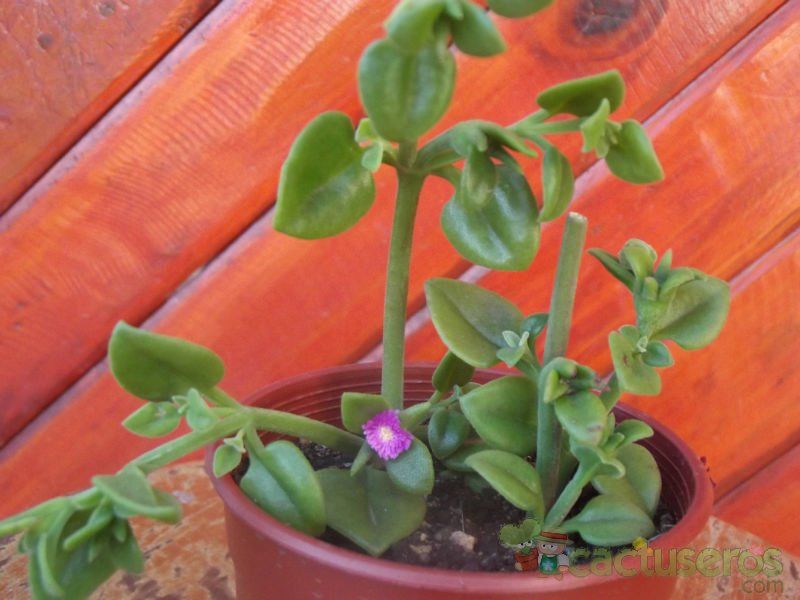 A photo of Mesembryanthemum cordifolium