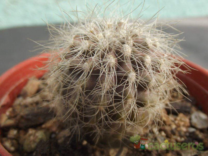 Una foto de Copiapoa krainziana