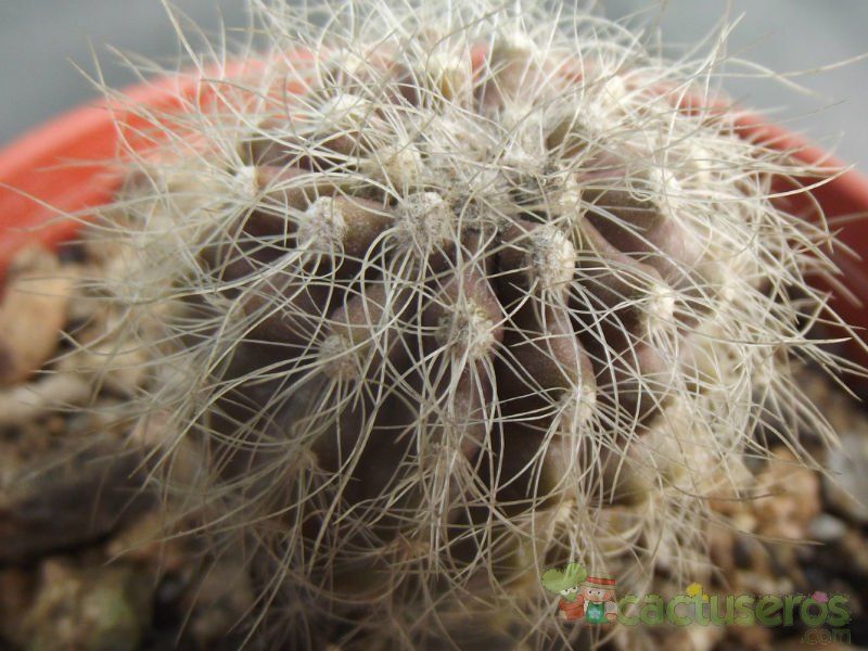 Una foto de Copiapoa krainziana