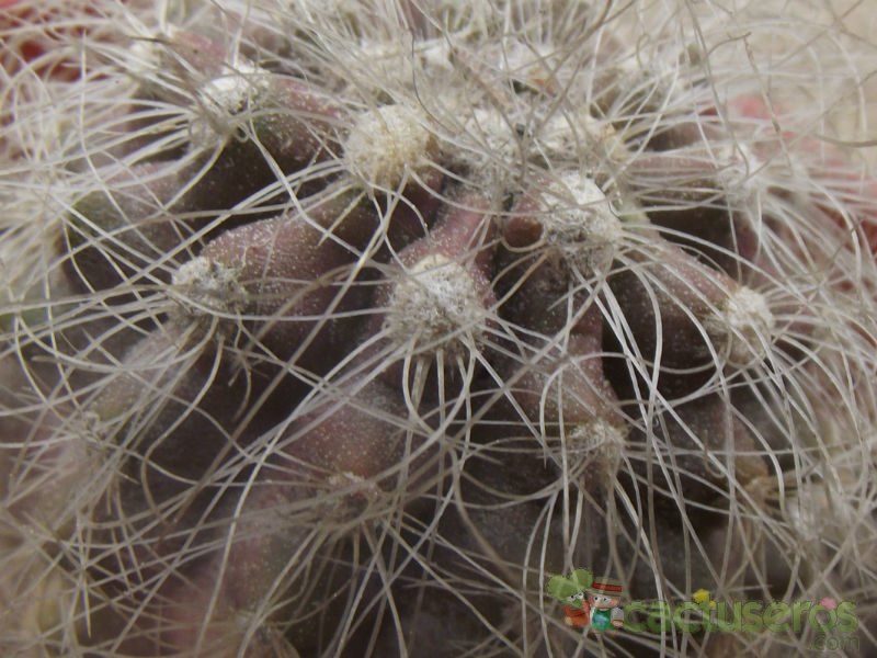 Una foto de Copiapoa krainziana