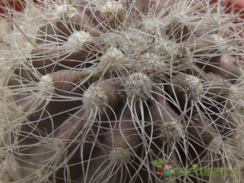 Una foto de Copiapoa krainziana