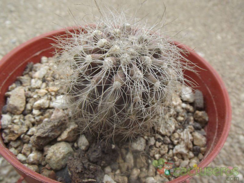 Una foto de Copiapoa krainziana