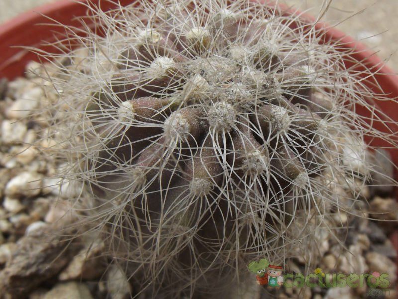 Una foto de Copiapoa krainziana
