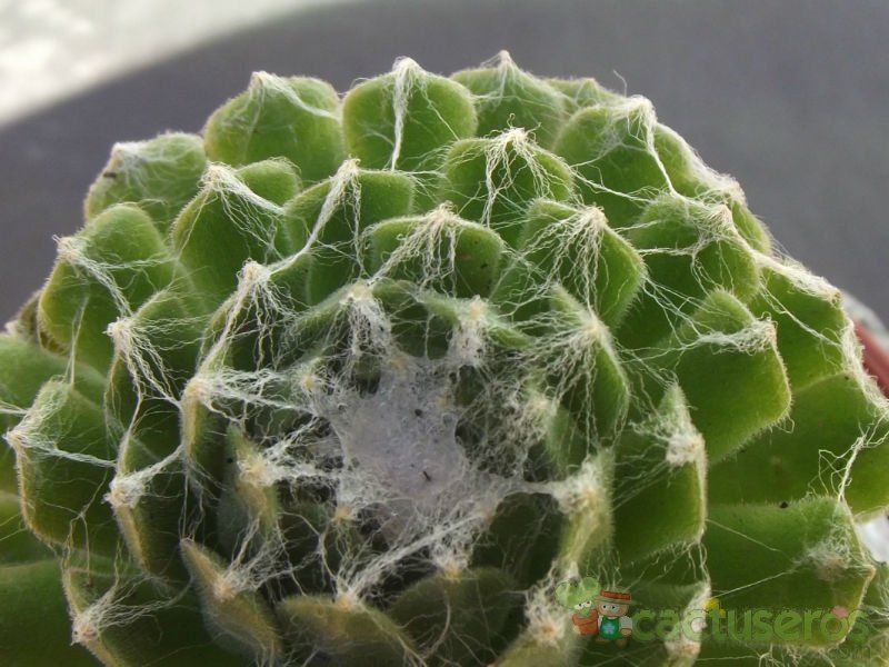 A photo of Sempervivum arachnoideum