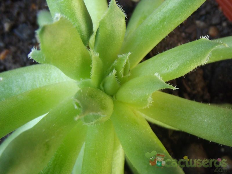 A photo of Sempervivum cv. oddity