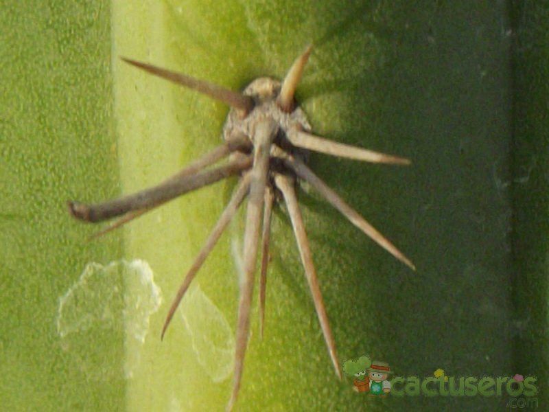 A photo of Echinopsis schoenii