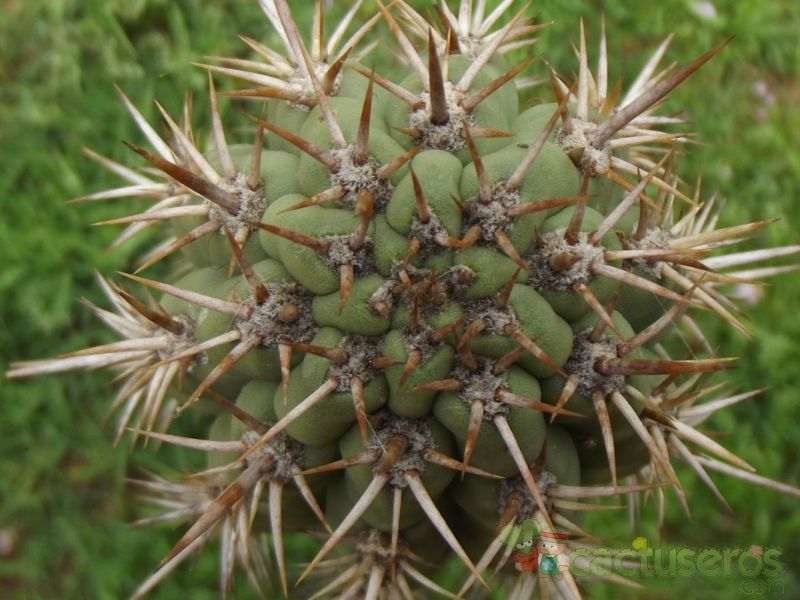 Una foto de Echinopsis chiloensis