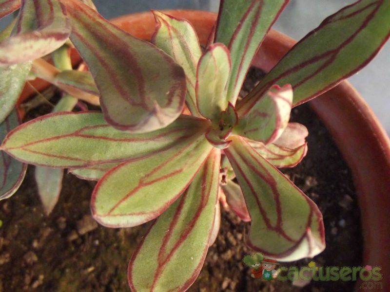 A photo of Echeveria nodulosa