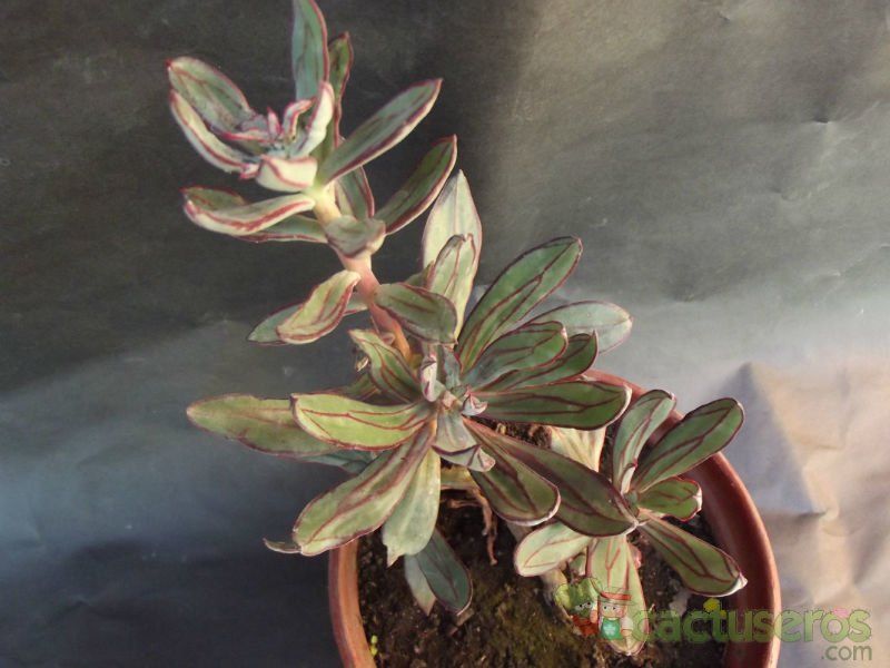 A photo of Echeveria nodulosa