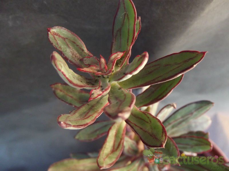A photo of Echeveria nodulosa