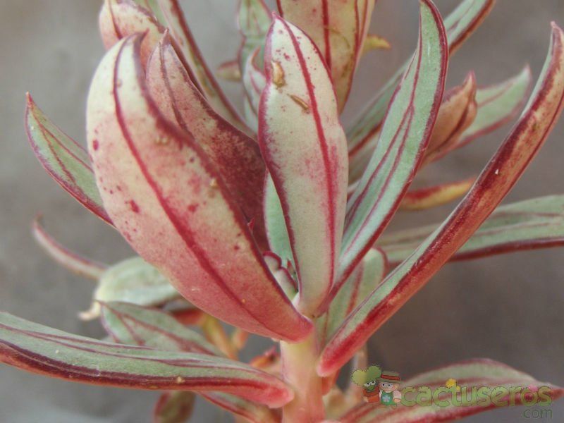 A photo of Echeveria nodulosa