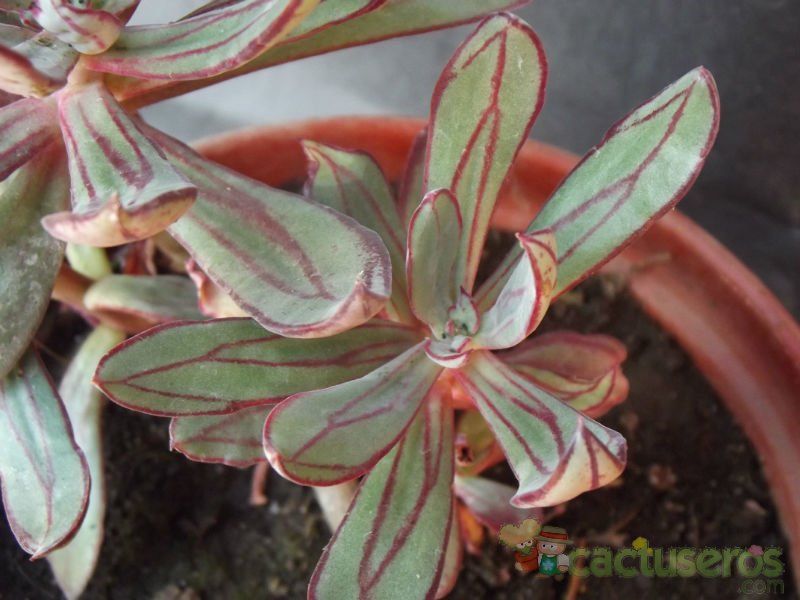 A photo of Echeveria nodulosa