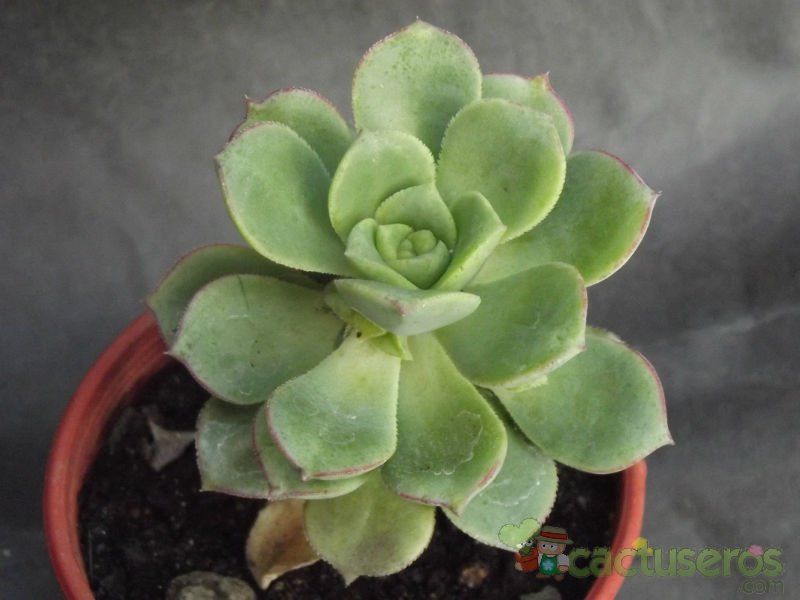 A photo of Aeonium haworthii